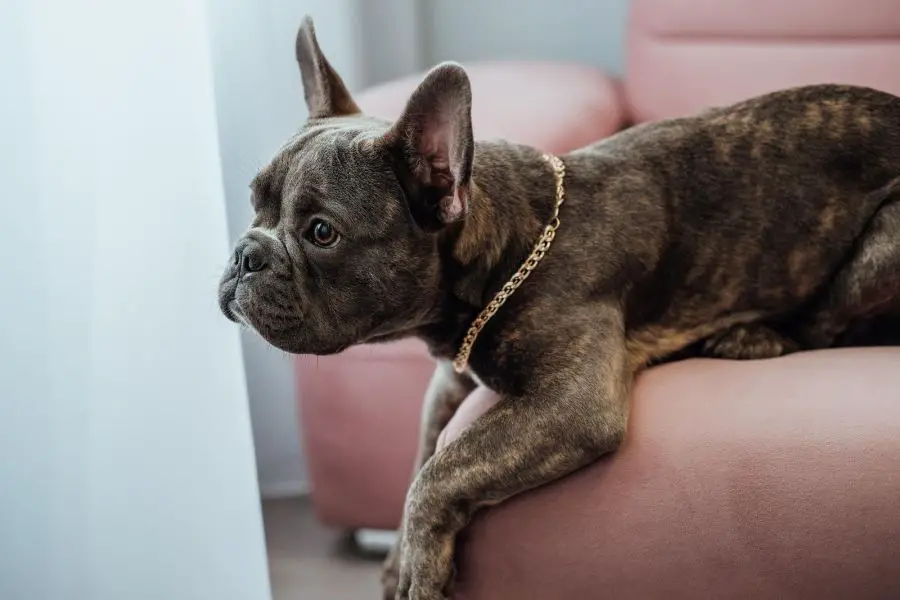 47979218 close up portrait of small french bulldog with golden chain laying on the pink sofa and pitifully looking away