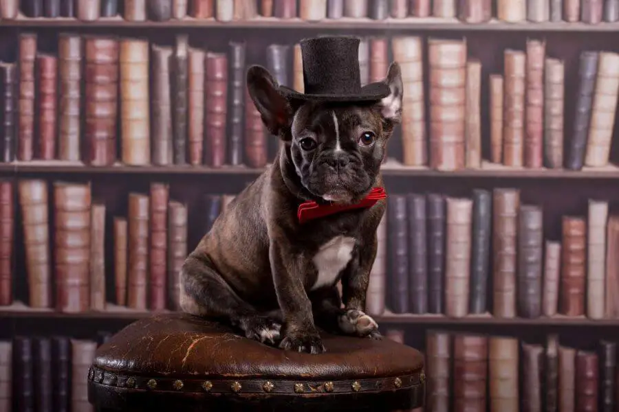 48463958 french bulldog puppy with neck bow hat in library