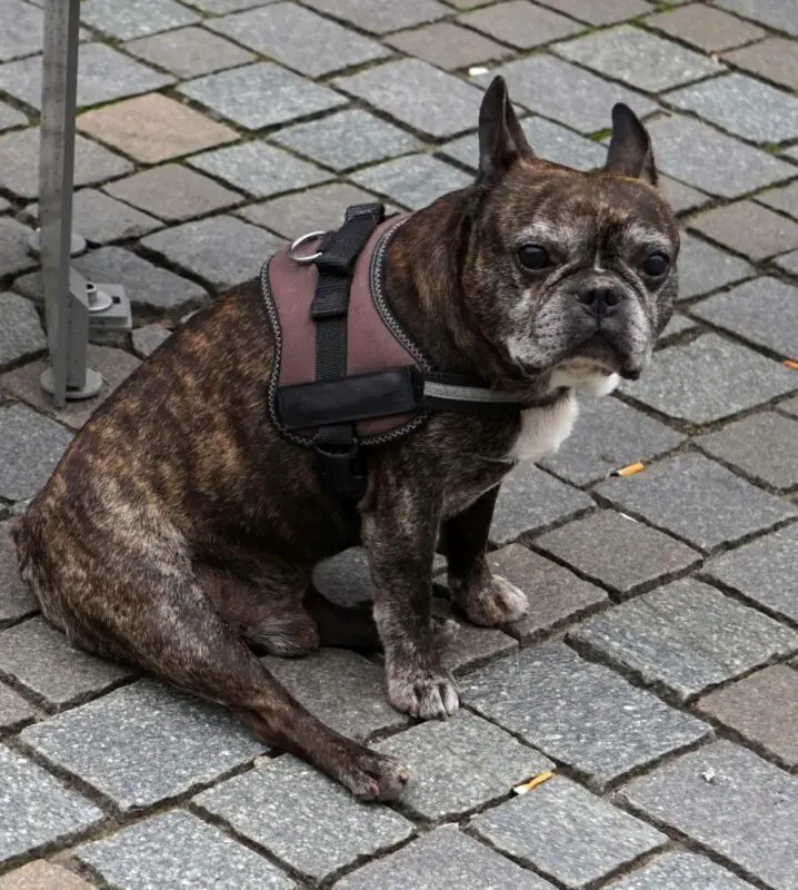 48876170 older male french bulldog sitting as they usually do