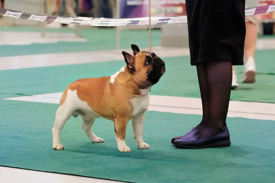 50648770 french bulldog demonstrates a stand at a dog show