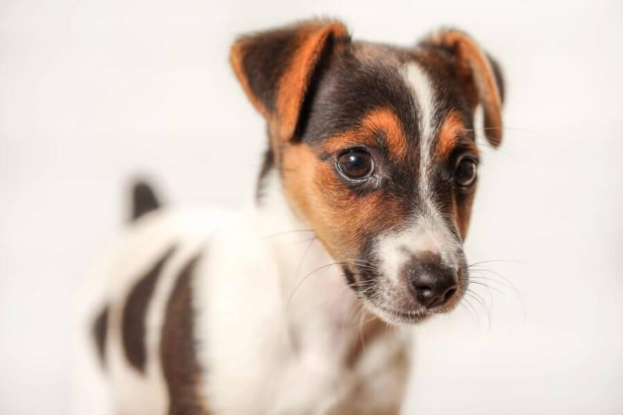 50981728 jack russell terrier puppy detail on head with light background