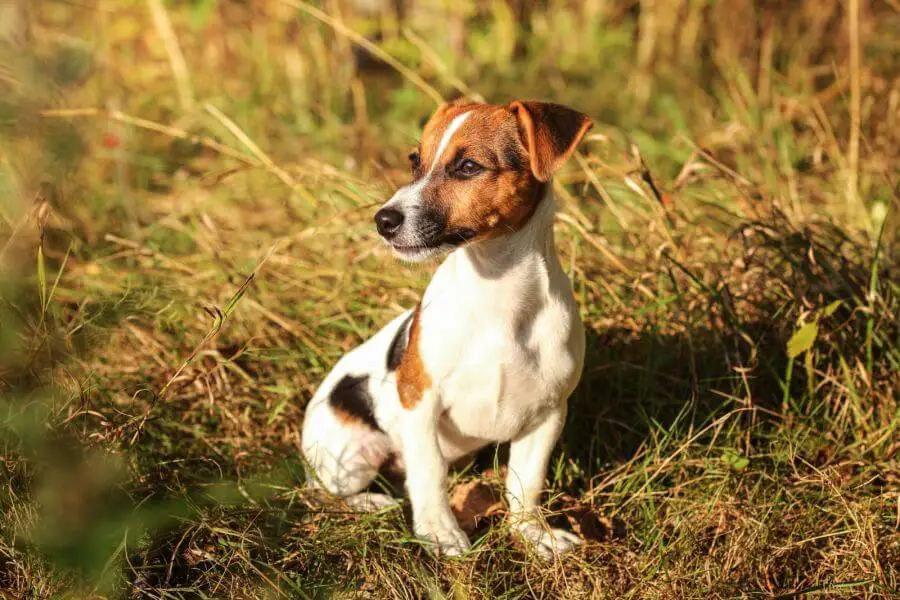 50981730 jack russell terrier sitting in low autumn grass looking to side afternoon sun shining on her