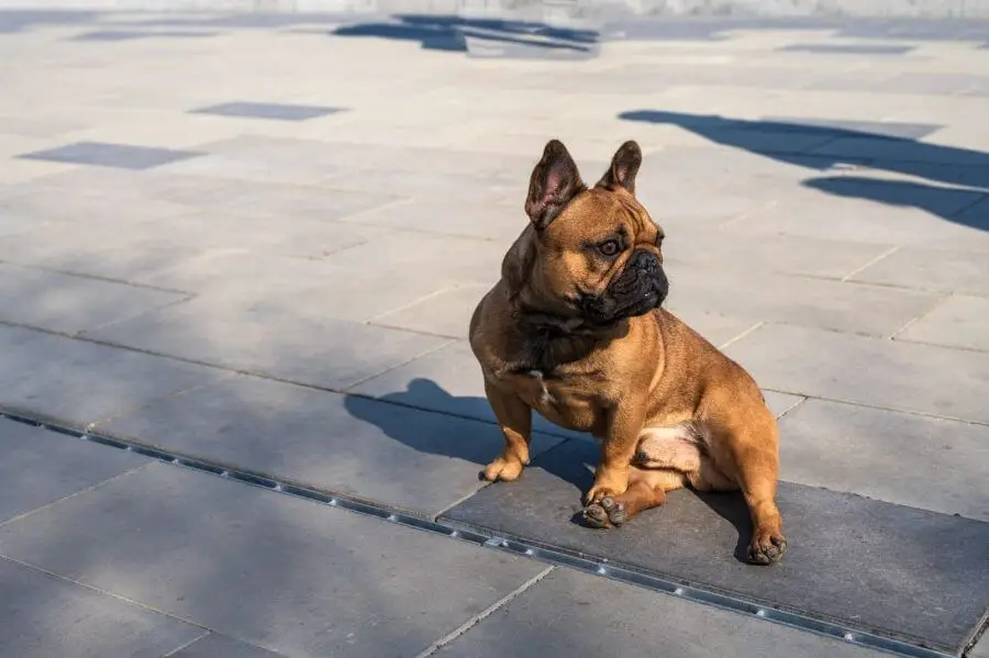 51419704 french bulldog sitting on the ground in a city park