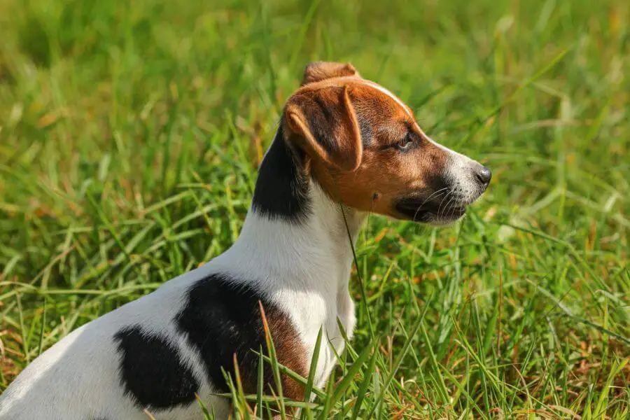 52117140 small jack russell terrier dog sitting in low green grass looking to her side