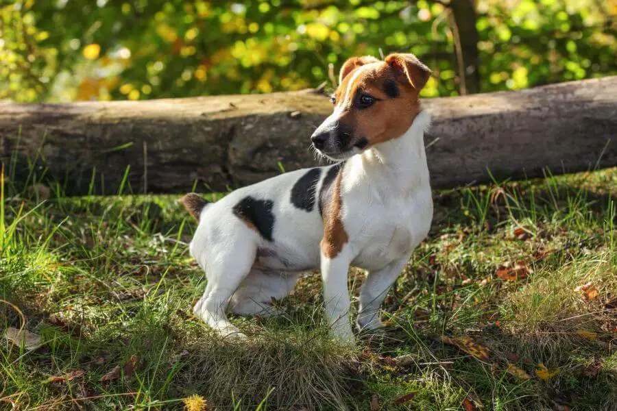 53749820 small jack russell terrier standing in low forest grass sun shining on her head