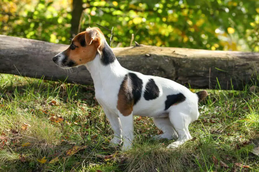 53749834 jack russell terrier standing in low forest grass sun shining on her small fallen tree background