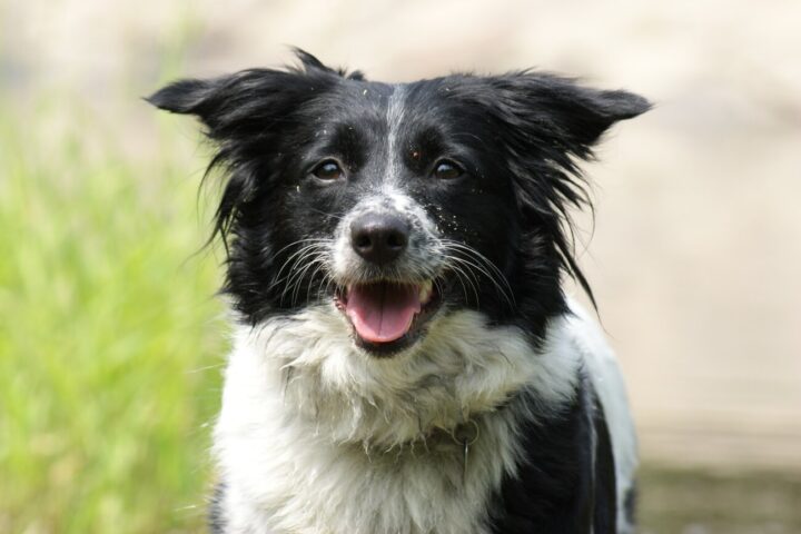Border Collie Cena