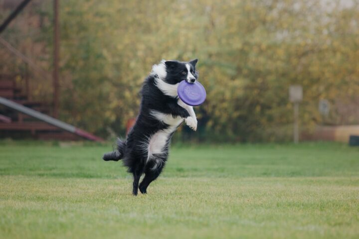 Border Collie Długowłosy