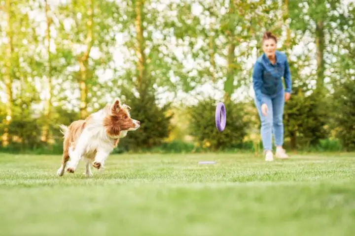 Border Collie Red Merle