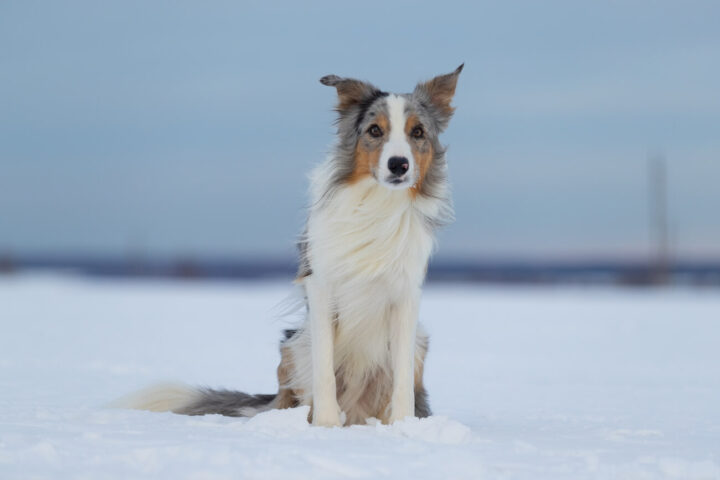 Border Collie Tricolor