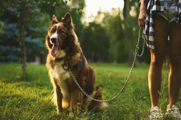 Border Collie brązowy