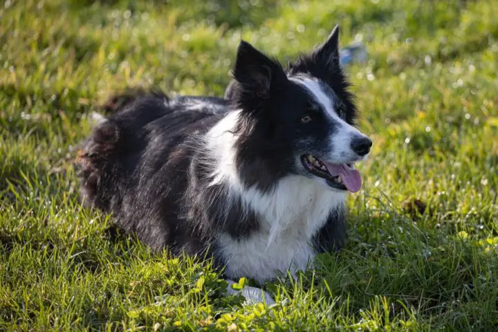 Border Collie krótkowłosy