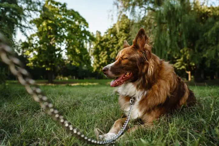 Ile żyje Border Collie