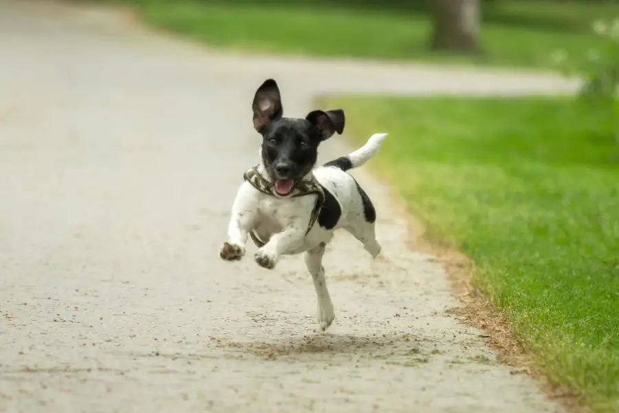 Jack russell terrier czarny – wszystko o umaszczeniu 2 Jak duzo czarnego moze miec siersc jacka russella