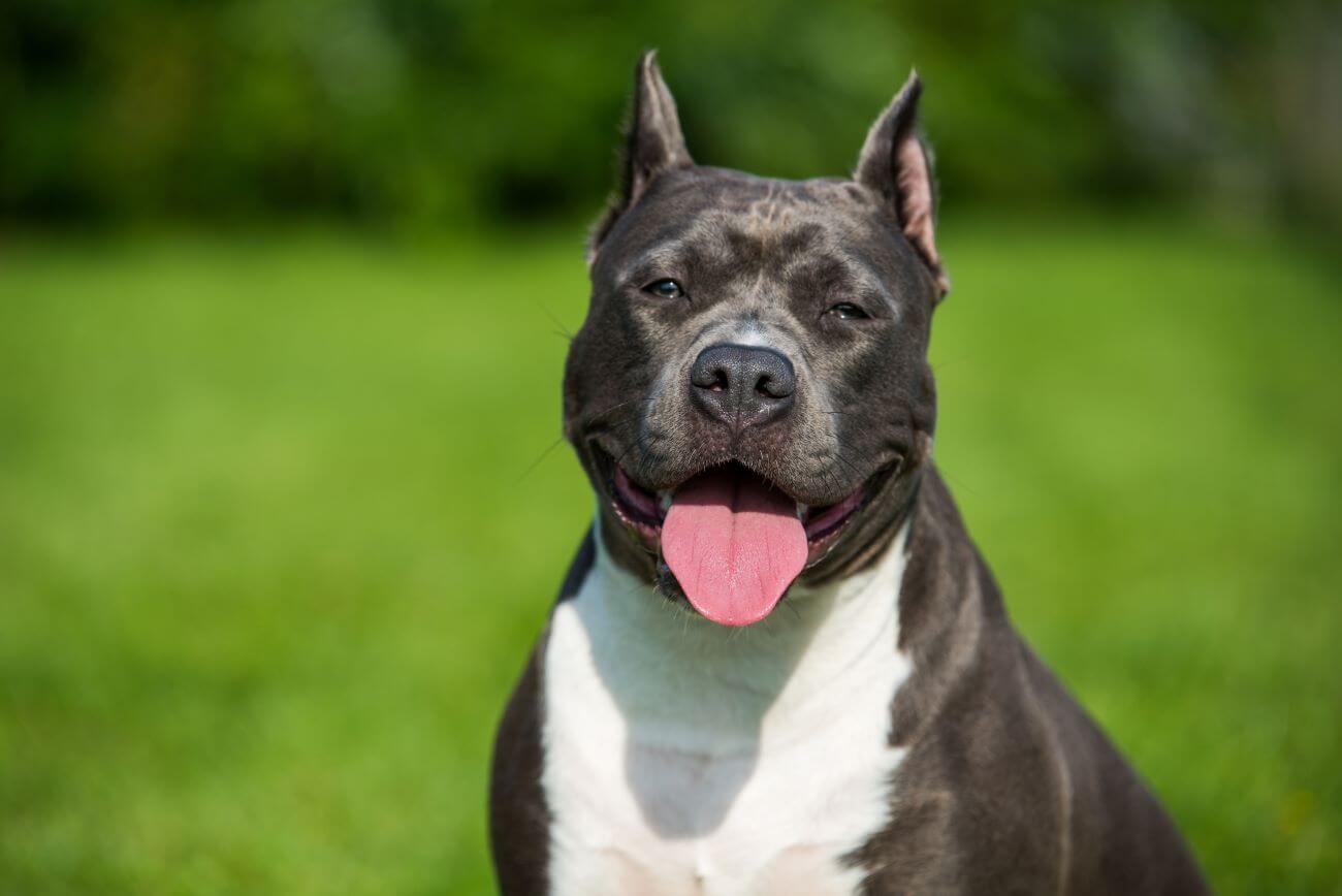 Amstaff: cena. Jakie są realne koszty? | Zwierzaki
