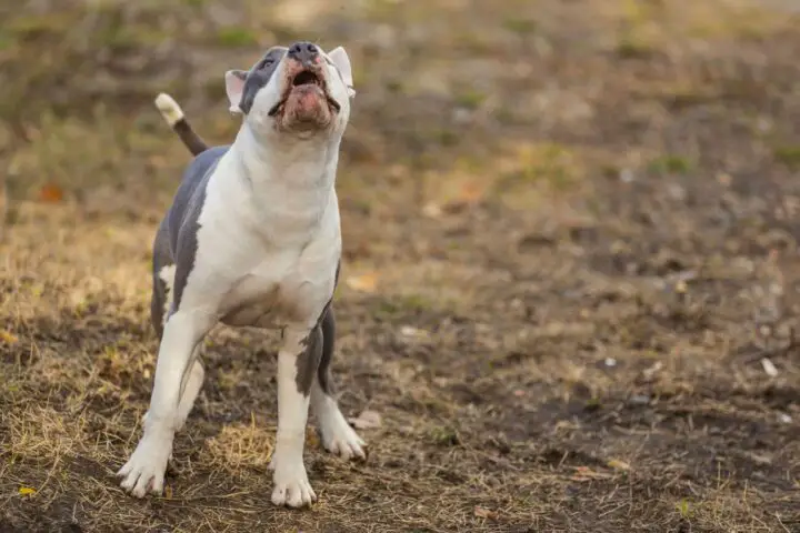 amstaff pręgowany