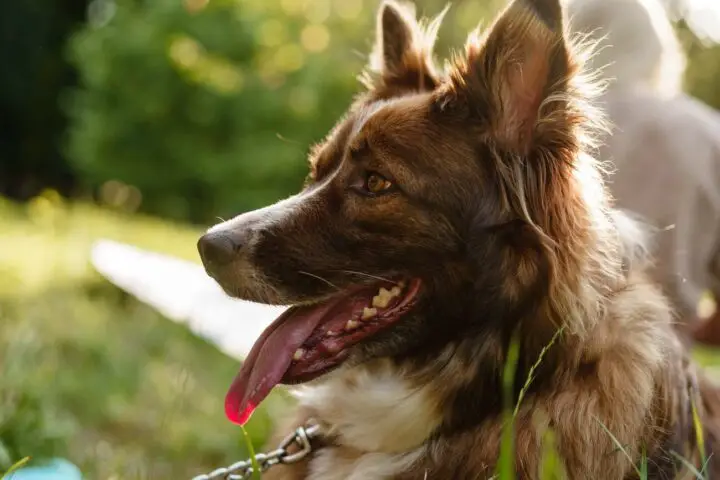 border collie sierść czy włos