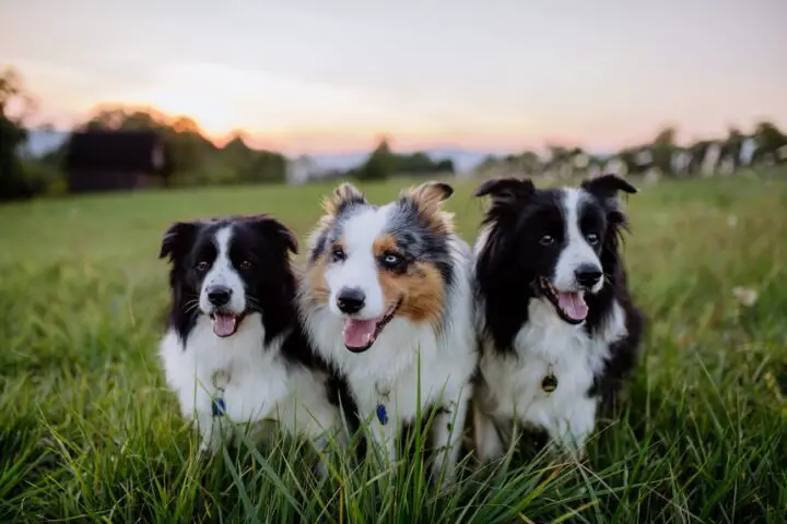 border collie umaszczenie