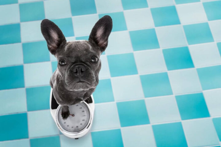 buldog francuski waga