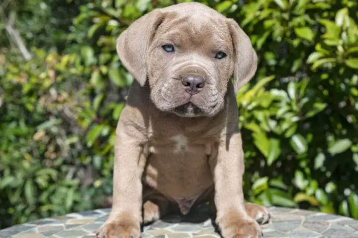 cane corso biszkoptowy