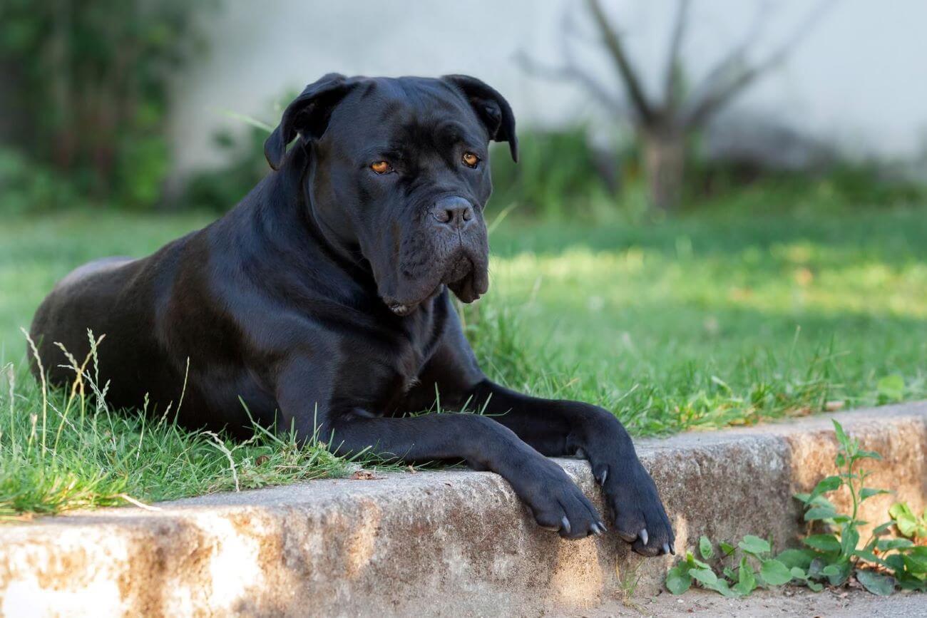 Cane corso problemy. Jak rozwiązać trudności z rasą?