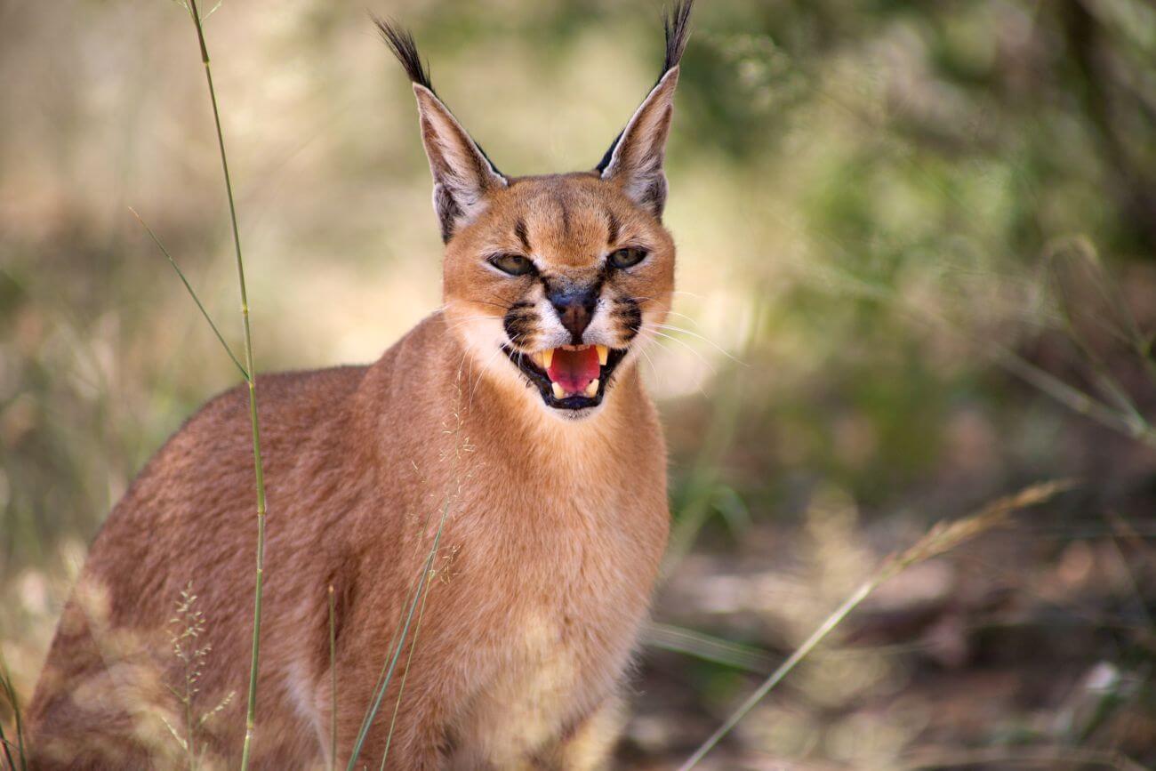 Caracal – niezwykły drapieżnik o czarnych uszach. Cechy karakala stepowego