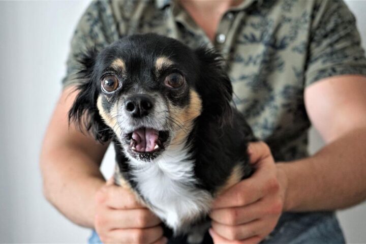 chihuahua charakter