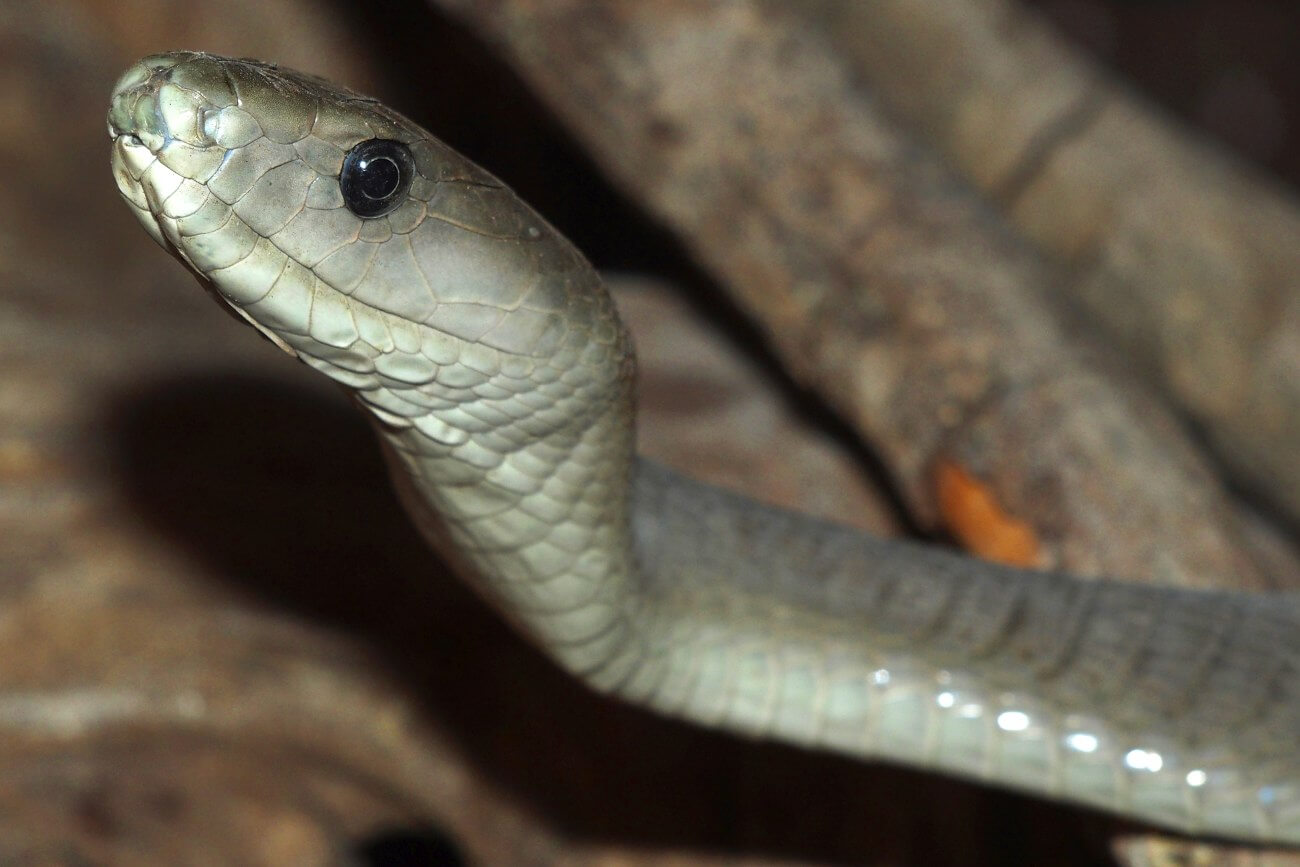 Czarna mamba (Dendroaspis polylepis) – podstawowe informacje i ciekawostki 