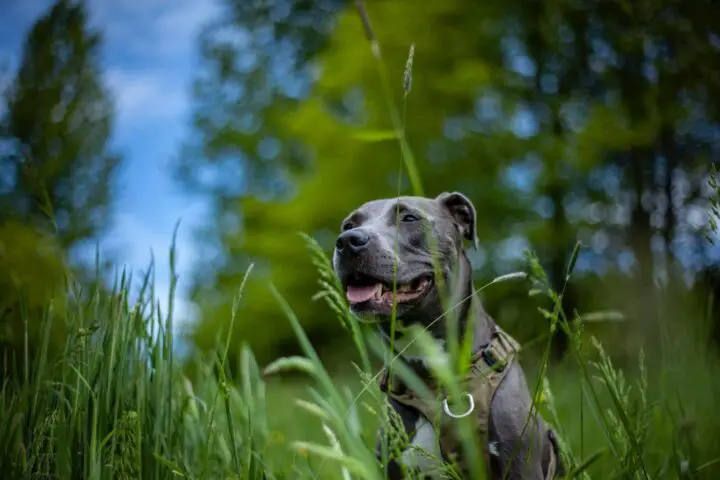 czy amstaff jest na liście psów agresywnych