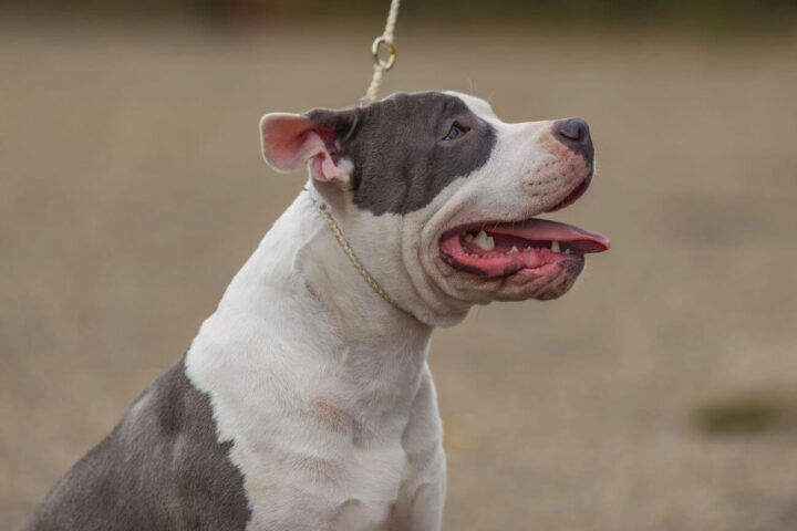 czy amstaff jest niebezpieczny