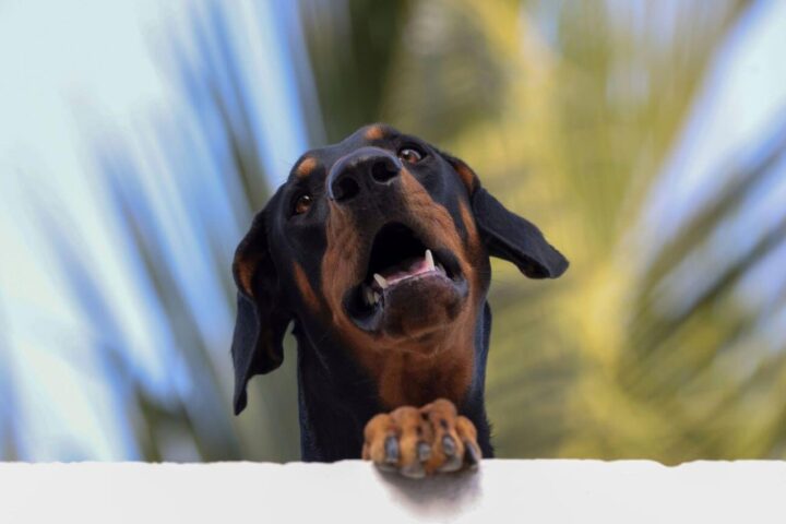 doberman waga