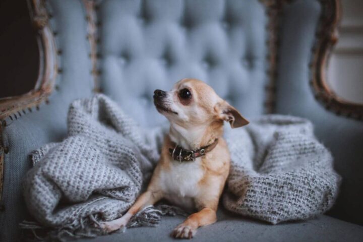 ile żyją chihuahua