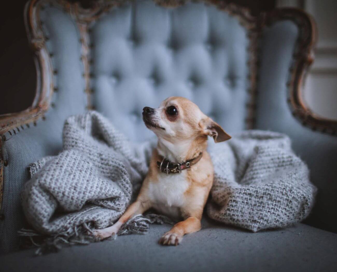 Ile żyją chihuahua? Zwierzaki