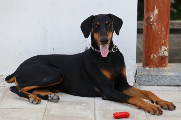 ile żyje doberman