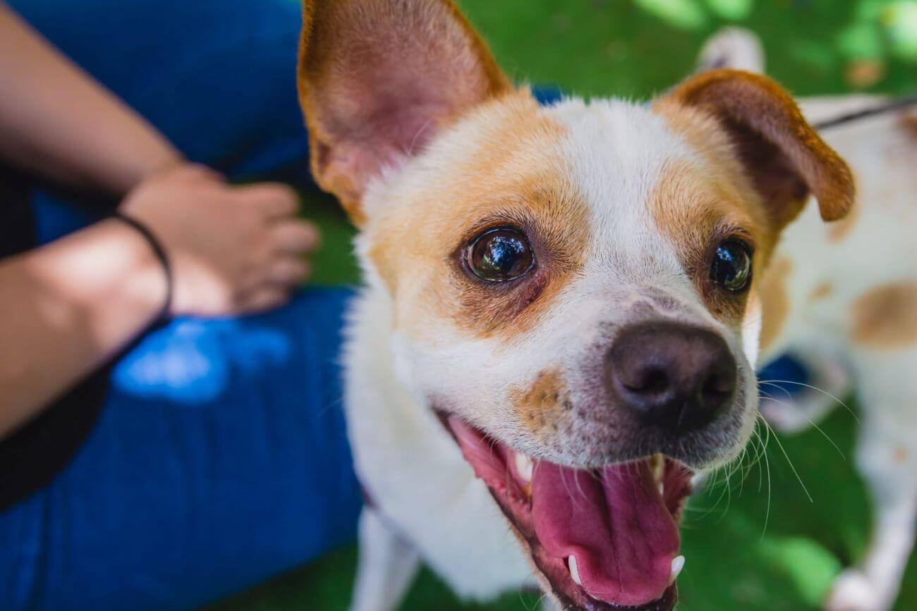 Z. Russell Jack russell terrier – cena szczeniaka z hodowli | Zwierzaki