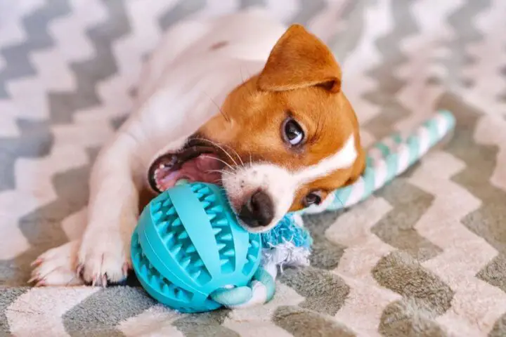 jack russell terrier charakter