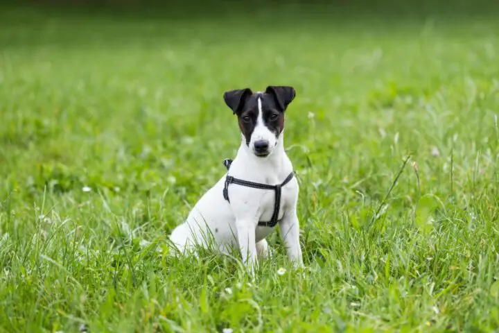 jack russell terrier czarno biały