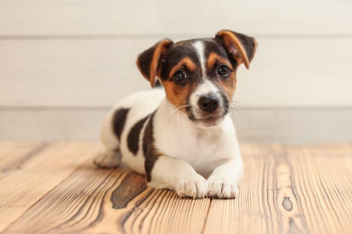 jack russell terrier tricolor