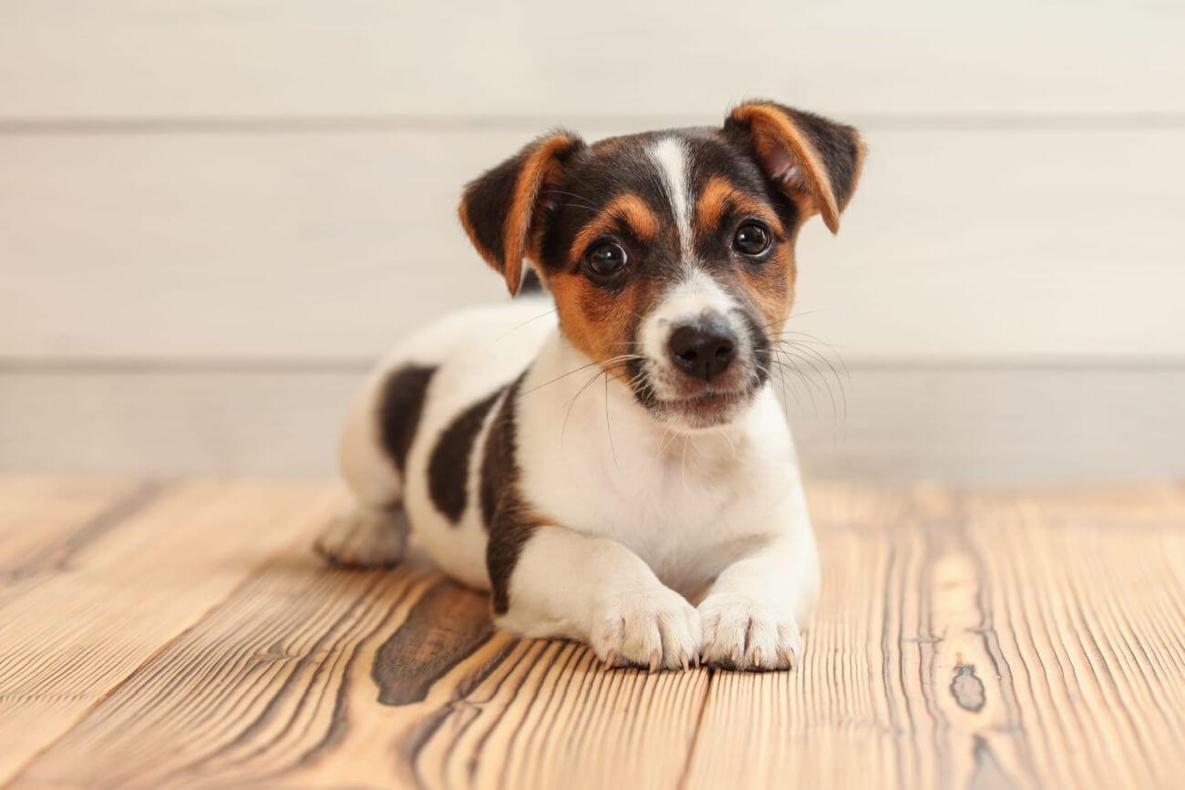 Jack russell terrier tricolor – opis i pielęgnacja