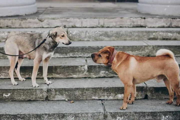 jak nauczyć psa spokojnego mijania innych psów