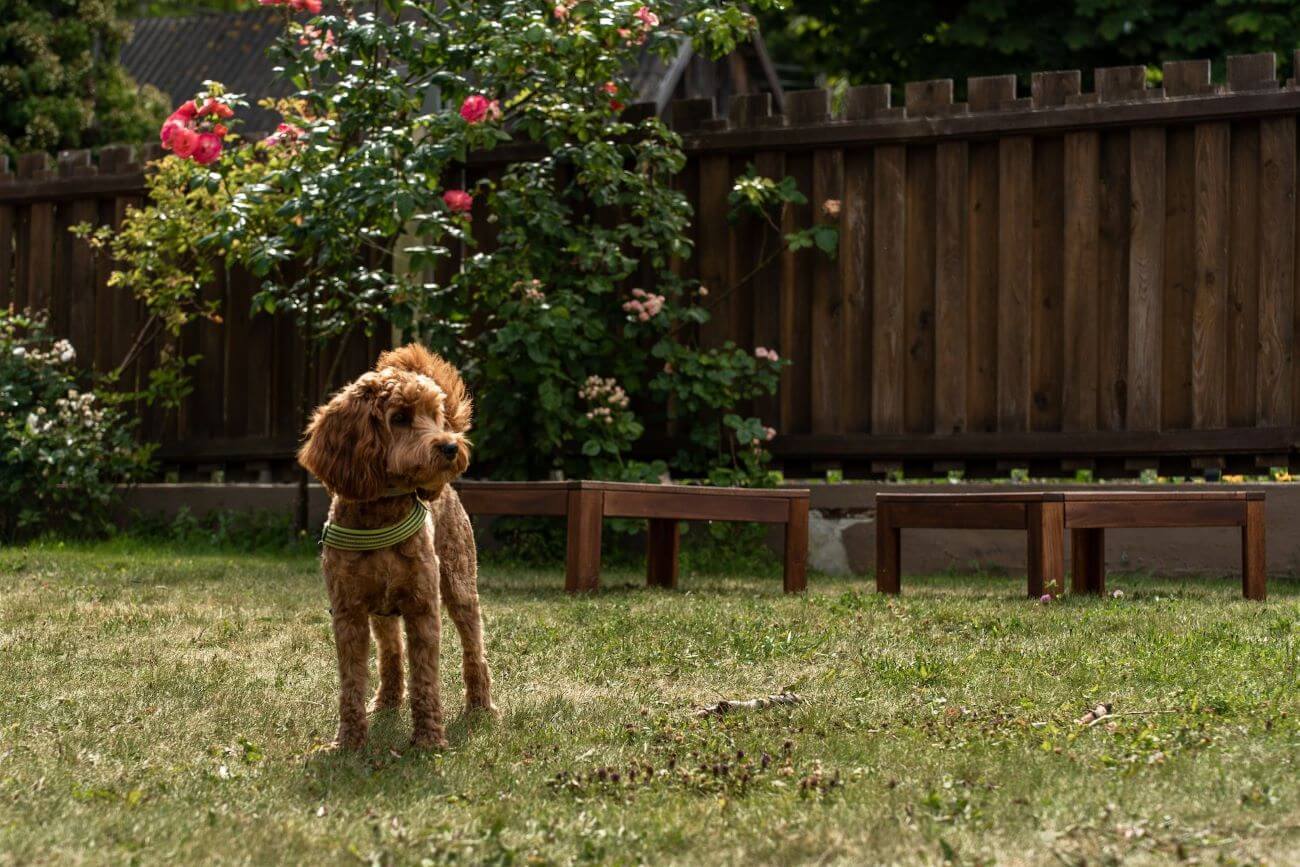 Maltipoo brązowy — unikalne umaszczenie małego psa