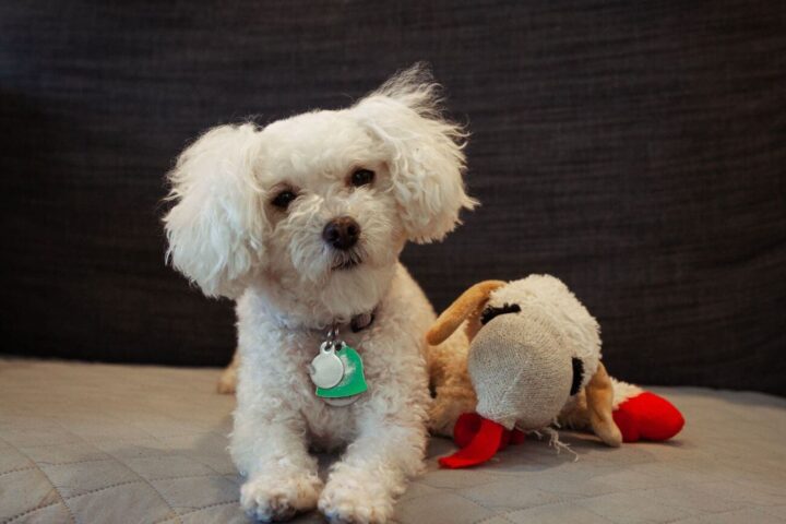 maltipoo cena