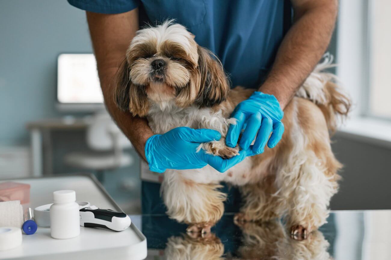 Naderwany boczny pazur u psa – pierwsza pomoc dla zwierzaka