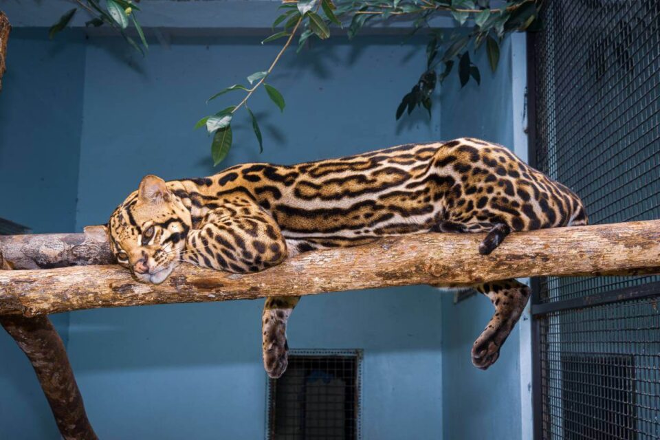 Ocelot – tajemniczy kot Ameryki Południowej | Zwierzaki