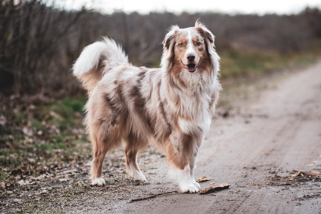 Owczarek australijski red merle kolorowy marmurek