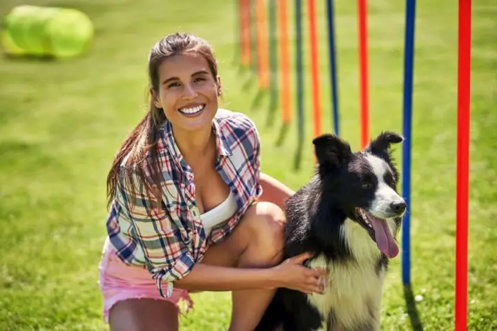 szelki dla border collie