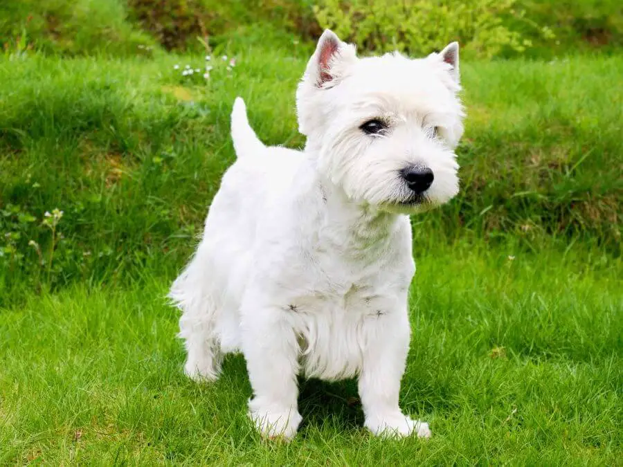 west highland white terrier