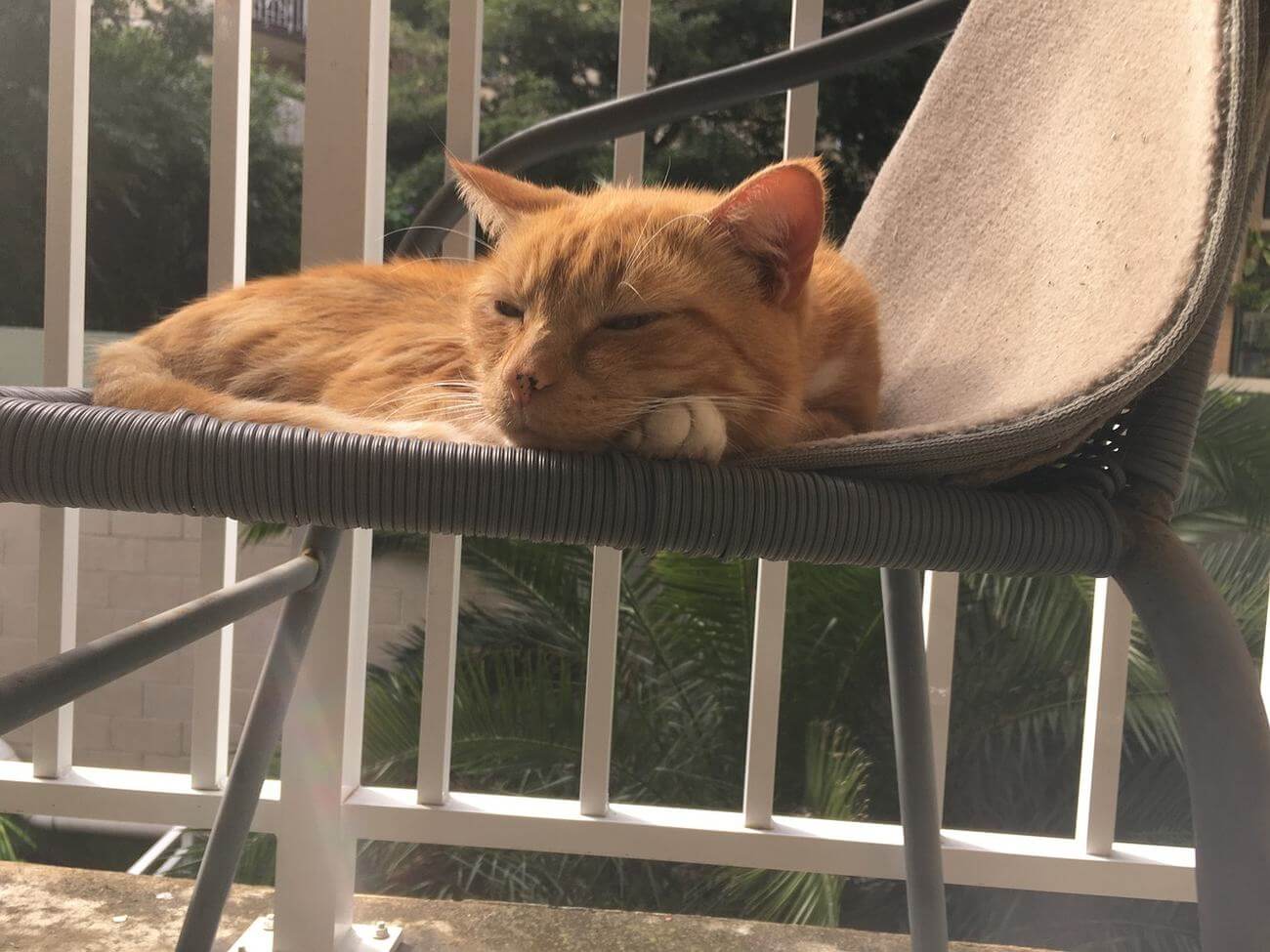 Kot Garfield, który nie znosi poniedziałków – jakiej jest rasy?