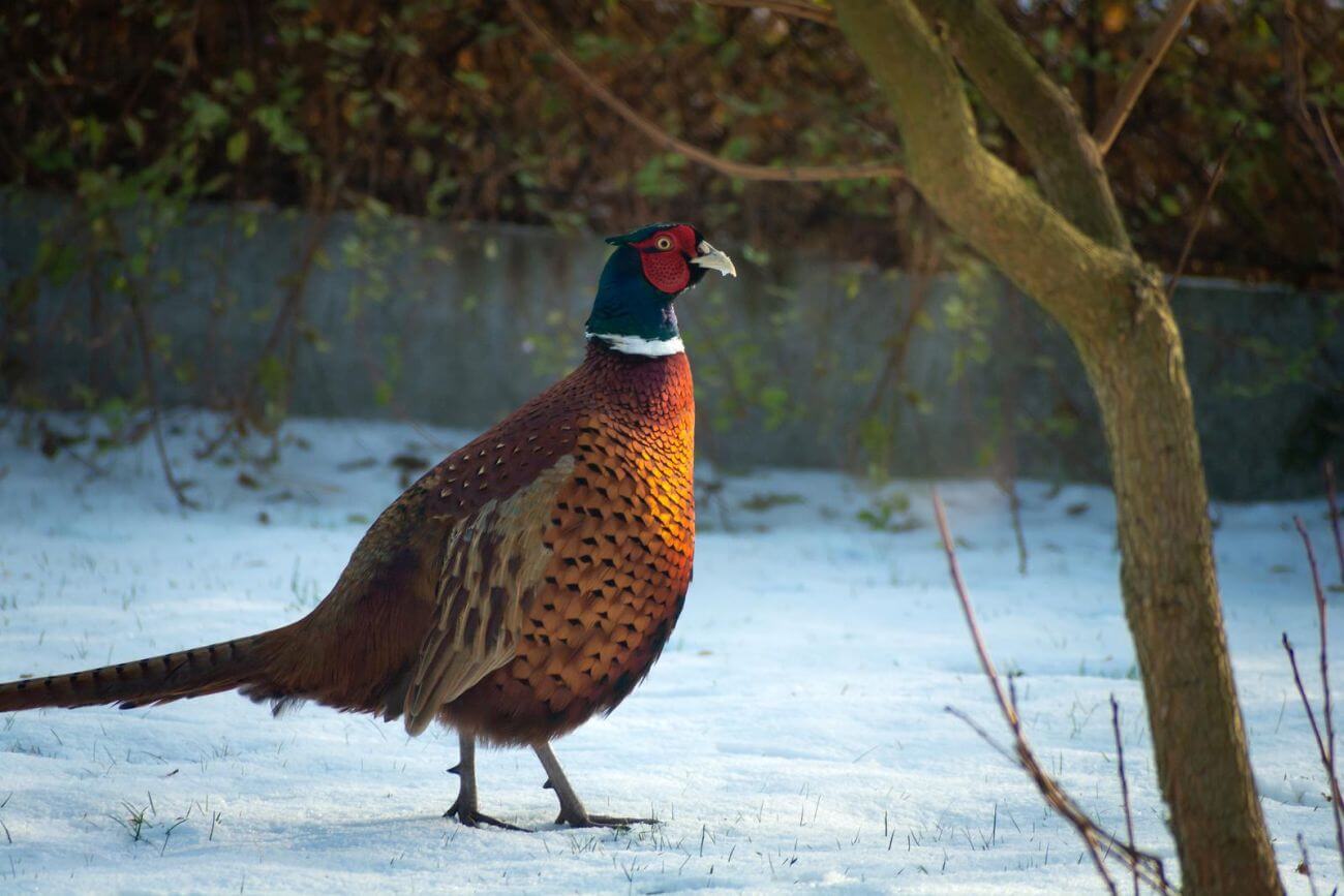 Co jedzą bażanty zimą? Naturalny pokarm i zasady karmienia