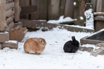 co jedzą króliki hodowlane zimą
